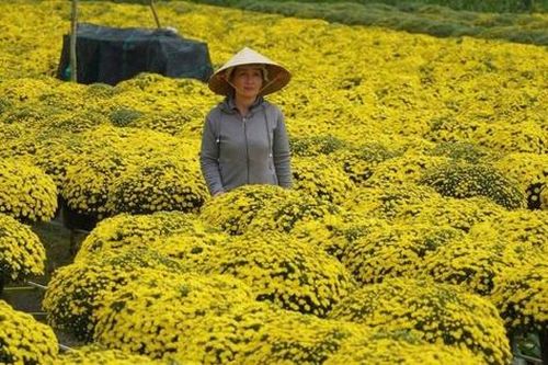 Không để nông dân đơn độc giữa mùa hoa Tết nở sớm