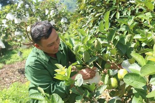 Chăm chỉ trồng 8 loại cây quen thuộc, anh nông dân Kon Tum thu hơn 1,5 tỷ đồng/năm