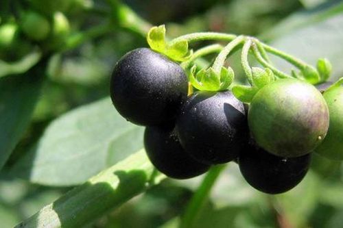 Loại quả dại xưa rụng thối gốc không ai 'ngó' nay có giá gần 1 triệu/kg vẫn có người mua