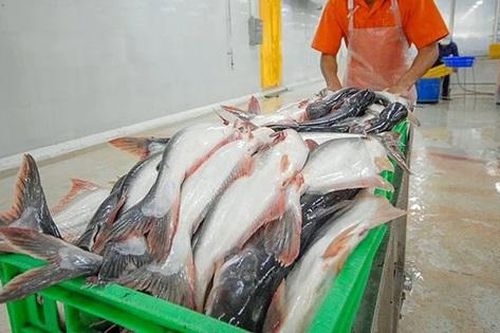 Cá tra Nam Việt lập đỉnh lợi nhuận năm 2025