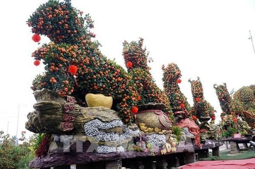 'Siêu phẩm' quýt cổ chu sa tạo hình 'Mã đáo thành công'