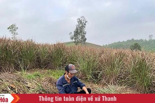 Mùa sả (Bài 1): Hướng đi nào cho cây sả?