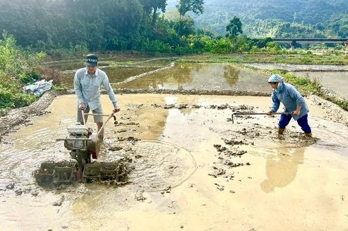 Chủ động sản xuất vụ lúa đông xuân