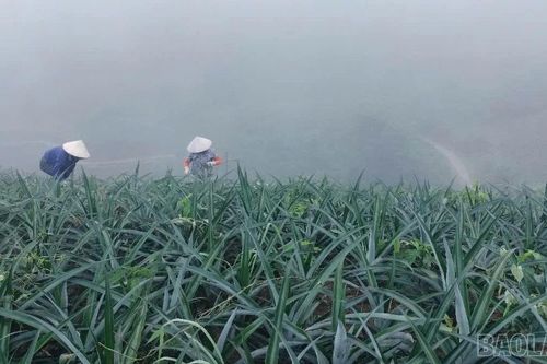 Mở rộng vùng chuyên canh, nâng cao hệ số sử dụng đất