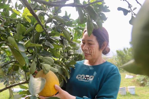 'Dân vận khéo' khơi dậy nội lực phát triển kinh tế ở Bát Xát