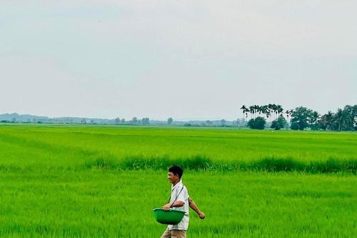 Kỳ vọng vụ lúa đông xuân bội thu
