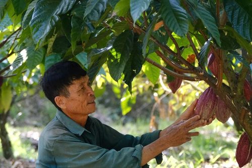 Hình thành vùng nguyên liệu ca cao ở Ðạ Tẻh 2