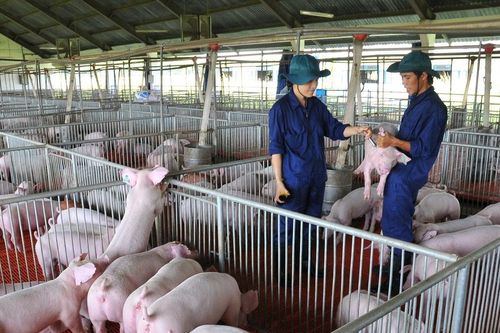 Giá heo hơi ngày 22/1: Miền Bắc chạm ngưỡng 79.000 đồng/kg, dẫn dắt thị trường toàn quốc
