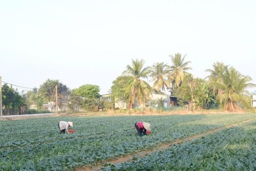 Vùng dưa hấu phía Nam Lâm Đồng tất bật vào vụ Tết