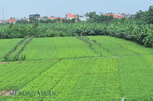 Thành lập Ban chỉ đạo dữ liệu nông nghiệp và môi trường