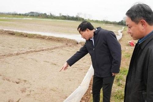 Xã Hưng Đạo gieo cấy 855ha lúa vụ xuân