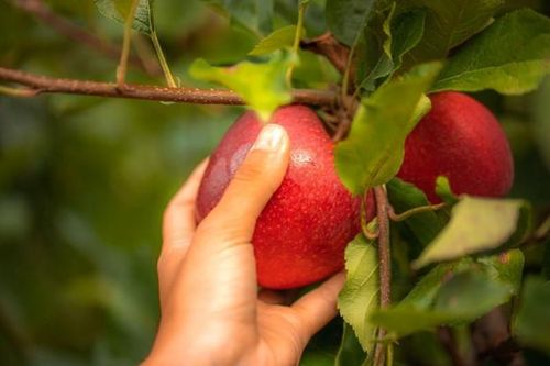Nghệ thuật thưởng thức táo Pháp: ăn sống, nấu ăn, làm bánh và pha chế