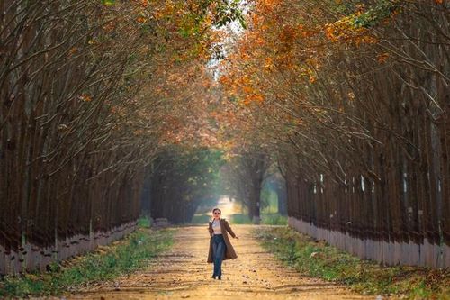 Đẹp hút hồn rừng cao su mùa thay lá ở Tây Nguyên