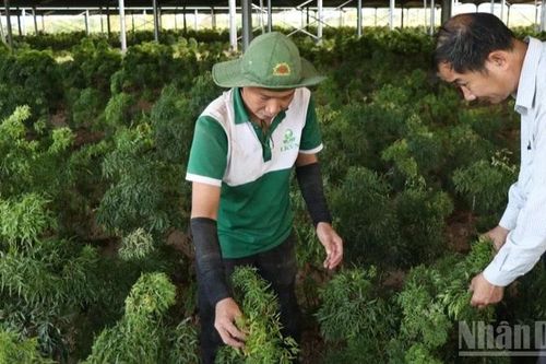 Trồng dược liệu dưới tán cây lâu năm: 'Đánh thức' đất vườn, mở lối sinh kế bền vững