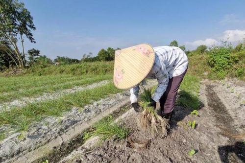Kiệu được mùa, được giá, nông dân Đà Nẵng phấn khởi thu hoạch