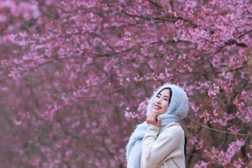 Lên cao nguyên Mộc Châu 'săn' mai anh đào bung nở, nên đi tour hay tự túc?