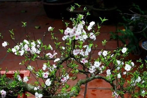5 loài hoa càng lạnh càng nở rộ rực rỡ
