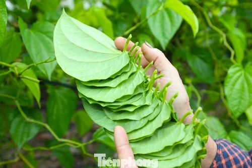 Về nơi 'đếm lá tính tiền' ở Nghệ An dịp áp Tết