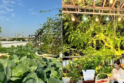 Mẹ đảm biến sân thượng 25m2 thành vườn rau xanh mướt giữa lòng Hà Nội