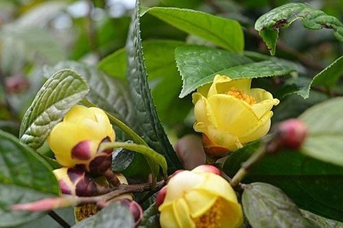 Mở hướng sinh kế từ cây chè hoa vàng ở Na Lợt