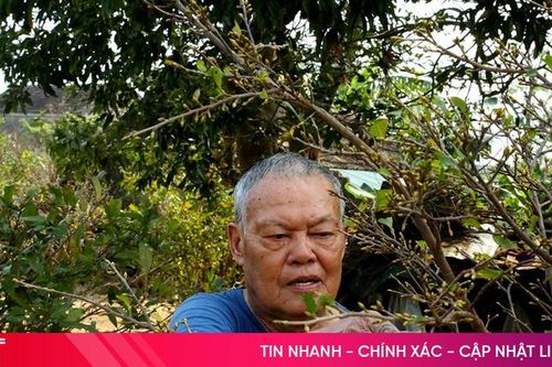 Khám phá vườn mai, mộc hương hơn 850 gốc của lão nông Hà Tĩnh