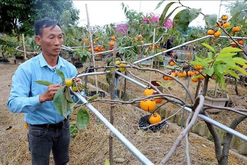 Tiên phong 'chinh phục' giống hồng cổ ở vùng ven biển
