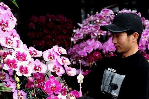 Thợ cắm hoa lan 'đắt sô' dịp Tết, bỏ túi 4 - 5 triệu đồng/ngày
