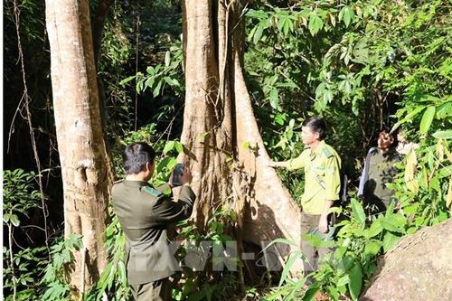 Chuyển đổi quản lý, bảo vệ rừng - Bài 1: Không tạo khoảng trống
