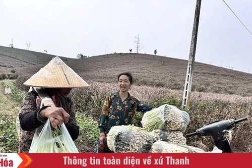 Mùa sả (Bài 2): Hành trình của cây sả