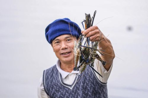 Tôm càng xanh giúp ruộng lúa 'sinh lời'