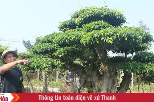 Nghề làm đẹp cho cây cảnh đón tết