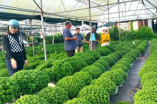 Hỗ trợ nông dân sản xuất vụ mùa Tết