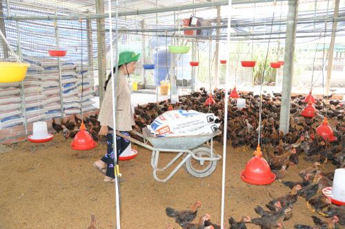 Đồng Tháp: Giá sản phẩm gia cầm giảm mạnh, người nuôi thua lỗ