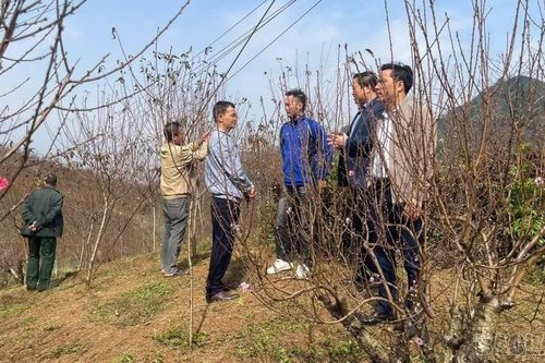 Phường Trung Tâm tổ chức chương trình du xuân, tham quan vườn đào xuân năm 2026
