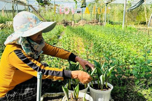 Trên những cánh đồng hoa ở vùng cao A Lưới