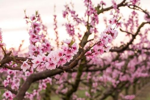 Mua đào Tết khi nào là hợp lý, chăm sóc ra sao để hoa nở đúng dịp?
