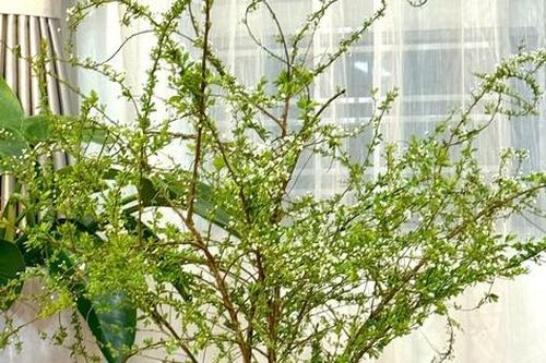 Nguyên nhân hoa tuyết mai 'cháy hàng' từ đầu tháng Chạp
