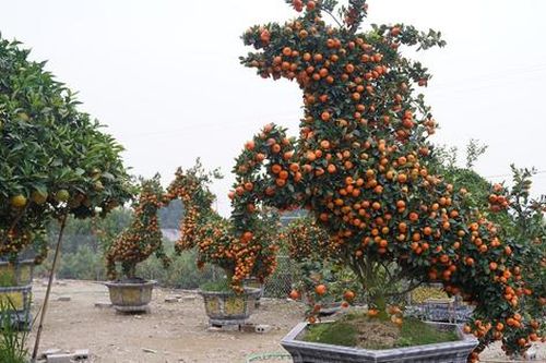 Ngắm 'đàn ngựa' quýt giá chục triệu đồng đón Tết Bính Ngọ