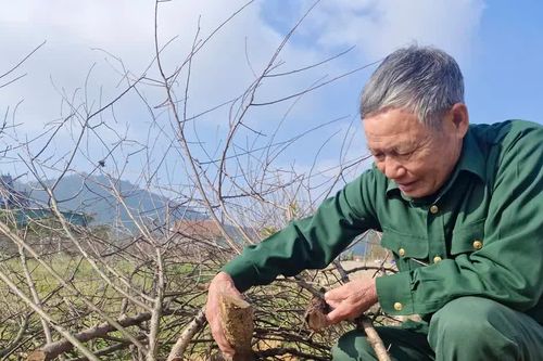 Hà Tĩnh: hiu hắt làng hoa đào dưới chân Ngàn Hống