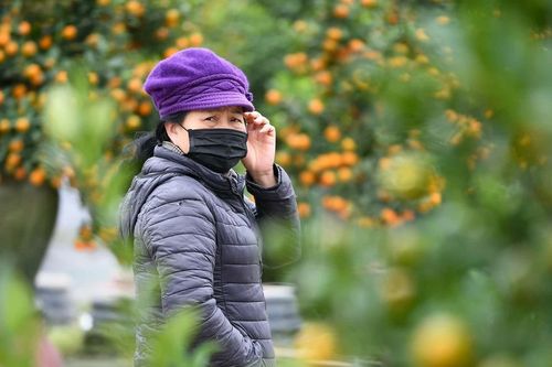 Mưa rét phủ làng quất Tứ Liên, người Hà Nội vẫn hào hứng 'săn' quất