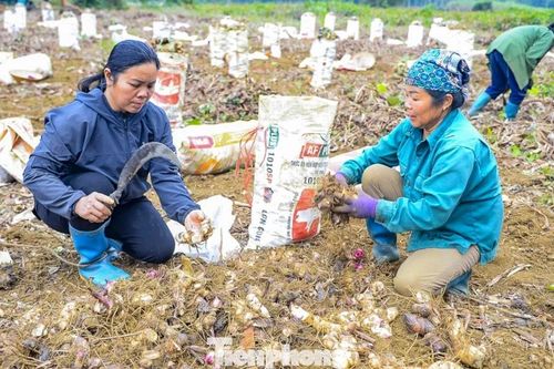 Vùng trồng dong riềng lớn nhất Thanh Hóa
