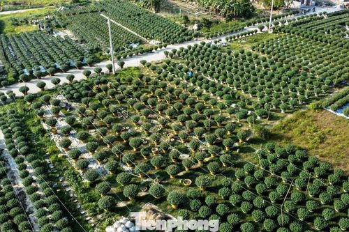 Ngập sắc xuân trên những cánh đồng hoa trước Tết