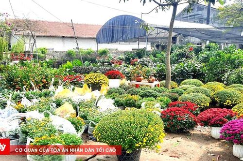 Làng hoa rộn ràng vào vụ Tết