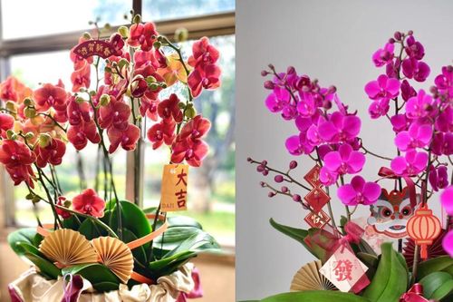 Hoa Tết hợp mệnh gia chủ: Chọn đúng để đón lộc, tránh xung khí đầu năm