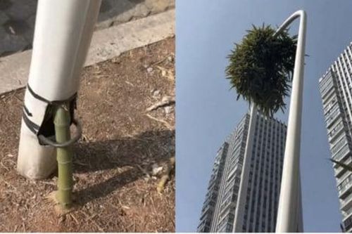 Kỳ lạ cây tre mọc xuyên cột đèn cao 6 mét