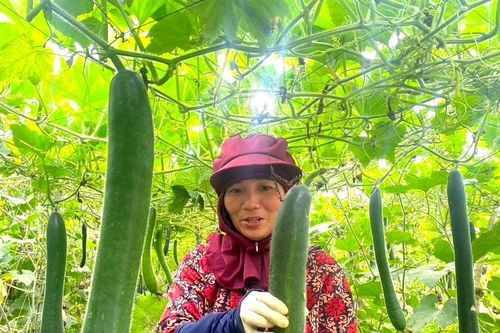 Bí xanh Nghệ An được mùa, được giá dịp cận Tết