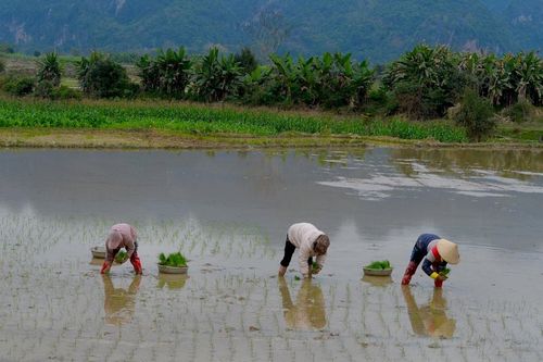 Các xã rẻo cao Nghệ An đẩy nhanh tiến độ làm đất, gieo cấy lúa xuân