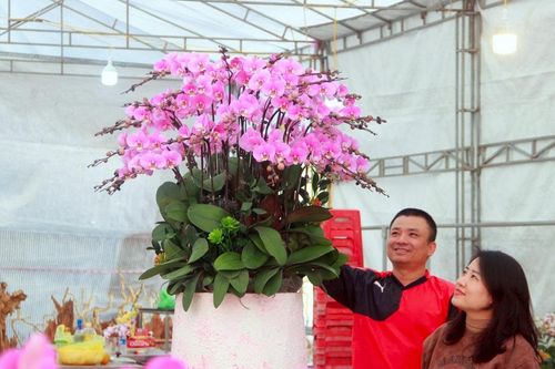 Vào vụ Tết, thợ cắm hoa lan tất bật 'chạy sô', thu tiền triệu mỗi ngày