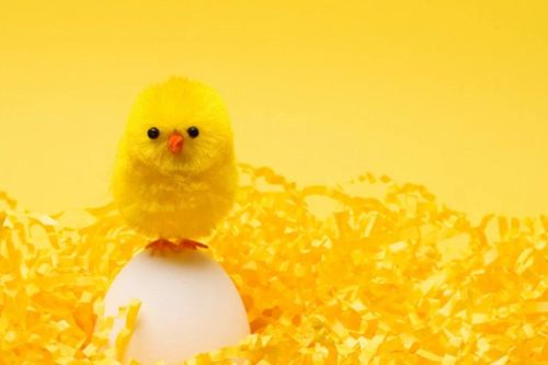 Nhật Bản: Sử dụng AI để xác định giới tính của gà con ngay từ trong trứng