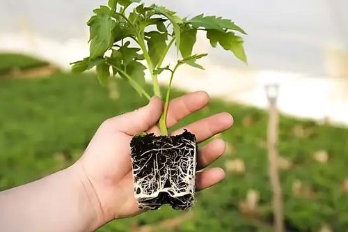 Quy định chặt chẽ việc nhập khẩu cây mang theo bầu đất